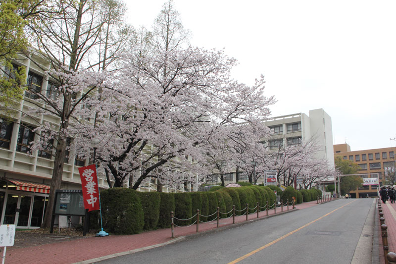 交友会館前 桜